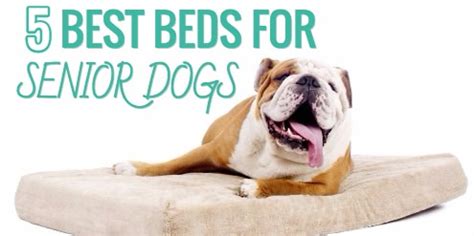 5 Best Dog Beds for Senior Arthritic Dogs