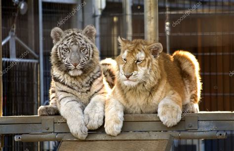 Rare Bengal Tiger Cubs Stock Photo by ©billperry 6077631