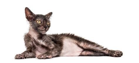 The Lykoi Cat Breed- All About The Werewolf Cats