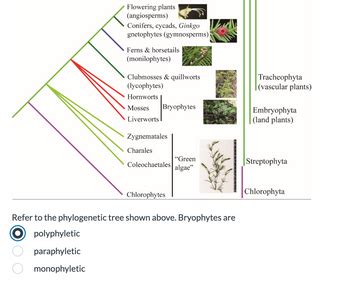 Answered: Flowering plants (angiosperms)… | bartleby