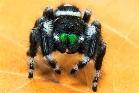 Pin by Erin Sacco on Pet spider | Pet spider, Jumping spider, Beautiful ...