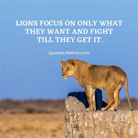 150+ Lion Quotes And Sayings With Images For Motivation