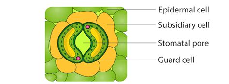 Leaf Stomata Diagram