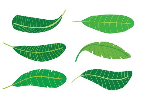 Banana Leaf Vectors 103748 Vector Art at Vecteezy