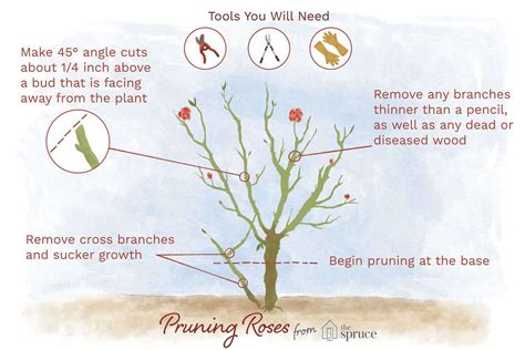 Pruning rose bushes: [Reasons, Season, Tools and Steps to follow ...