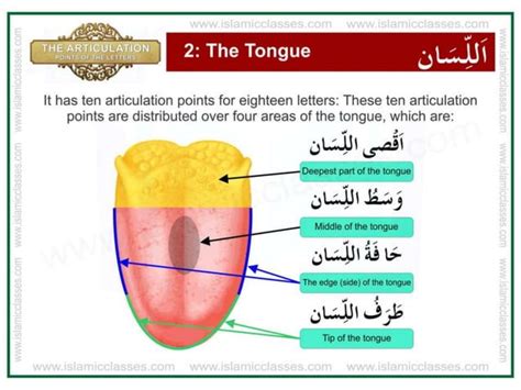 Articulation points-of-the-letters- makhraj | PPT