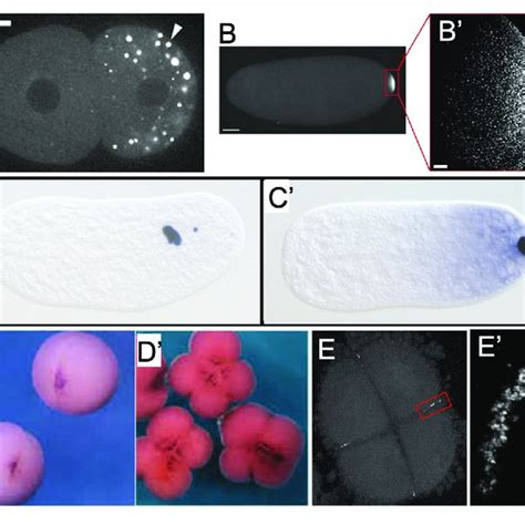 | Examples of germ plasm morphology in several invertebrate and... | Download Scientific Diagram