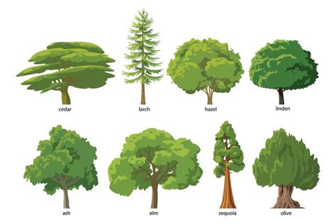 How Do I Know What Type of Tree is in my Yard? - Horhut Tree Experts