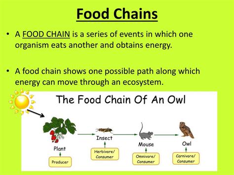 PPT - Food Chains PowerPoint Presentation, free download - ID:4221805