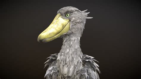 Shoebill - deep3dsea