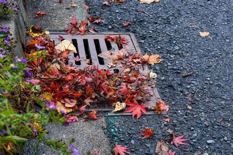 How to Clear Blocked Drains Outside | Cleanipedia