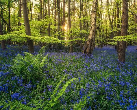 Bluebell forest | Photo by: Zoltan Schadel photography (www.… | Flickr