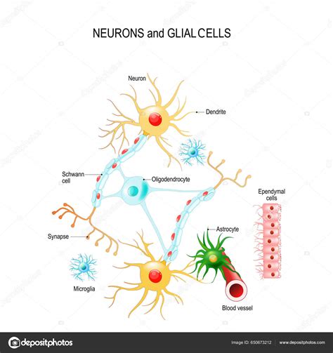 Neuronas Células Gliales Neuroglia Cerebro Oligodendrocitos Microglia Astrocitos Células Schwann ...