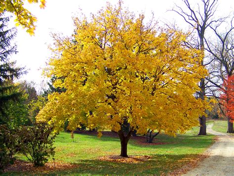 Yellow Maple Tree Free Stock Photo - Public Domain Pictures