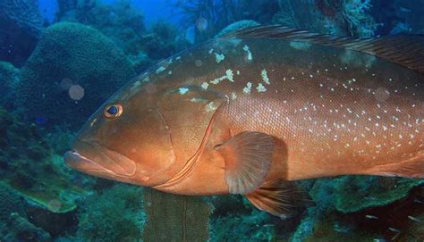 4 Popular Types of Grouper (How to Catch & FAQs)