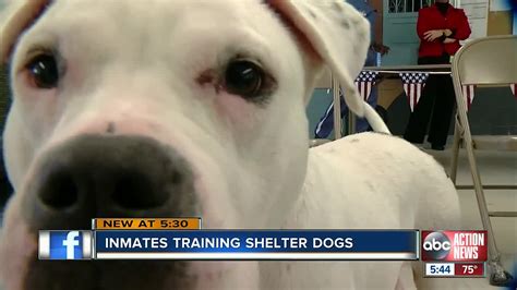 Adoption Ready: Inmates train dogs at local prison