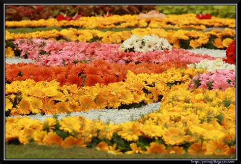 Prime Photos: Lalbagh Flower Show - August 2011