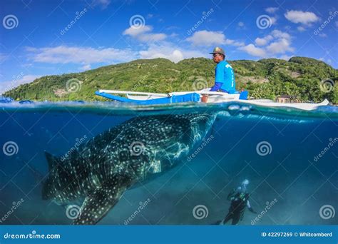 Oslob Whale Shark Watching In Philippines, Cebu Island. Editorial Photo | CartoonDealer.com ...