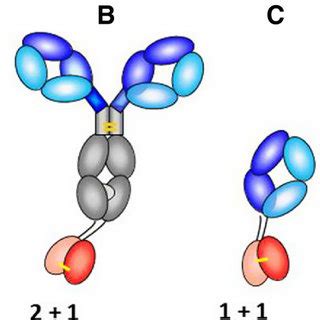 (PDF) Engineered hapten-binding antibody derivatives for modulation of pharmacokinetic ...