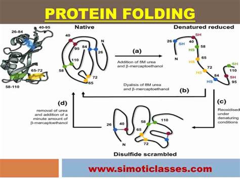 Protein Folding- CSIR NET/ICMR/DBT (Life sciences) ~ Educational Consultant