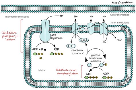 Electron Transport Chain Diagram Cellular Respiration