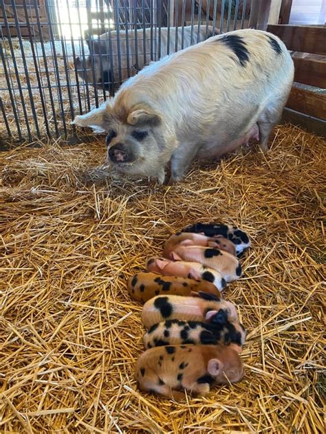 Moon Hollow - Ranch - KuneKune Pigs - For Sale