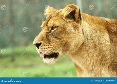 Female Lion stock image. Image of killer, proud, hunter - 16990325