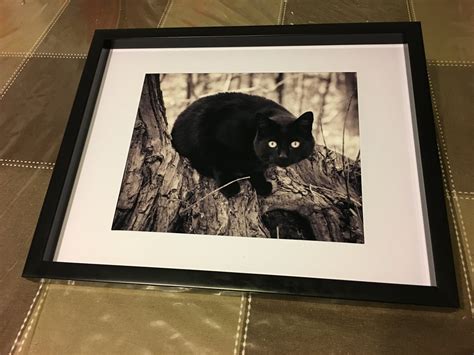 Black and White Photography Cat Print Photography Art Print Home Decor ...