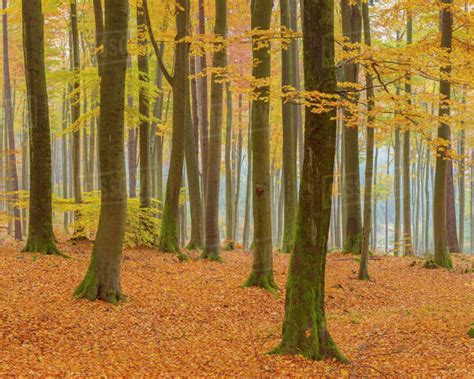 Beech Tree Forest in Autumn, Spessart, Bavaria, Germany - Stock Photo - Dissolve