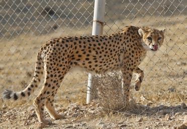 Rare birth of Asiatic cheetah cubs in Iran