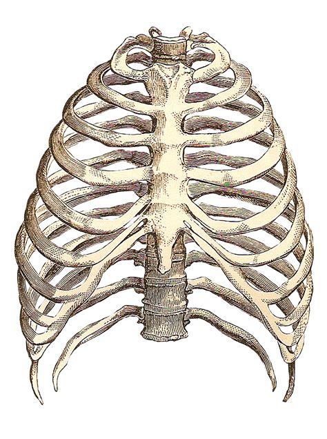 Rib Cage Diagram With Organs