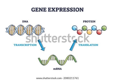 Gene Expression Dna Transcription Mrna Protein Stock Vector (Royalty Free) 2080211761 | Shutterstock