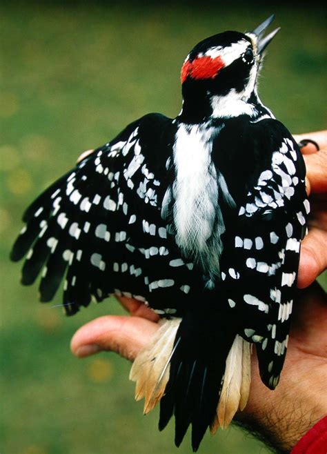 Roy Lukes: Hairy Woodpecker - Door County Pulse