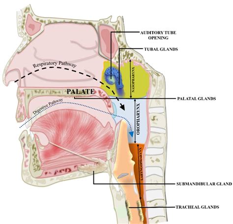 Observations against the recent discovery of a new pair of salivary glands in humans