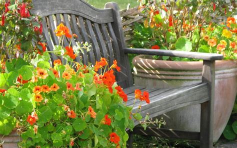 Image de Fleur: Bouquet De Fleurs Au Jardin Fleuri