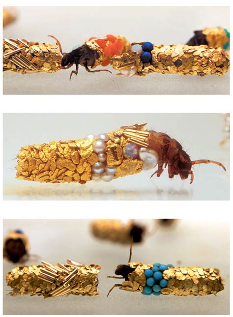 French Artist Gives Caddisfly Larvae Gold & Jewels to Build Their ...