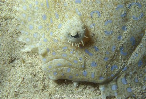 Little Cayman – Peacock Flounder – Jane Ball Photography