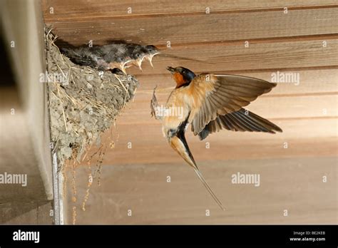 Barn Swallow at Nest Stock Photo - Alamy