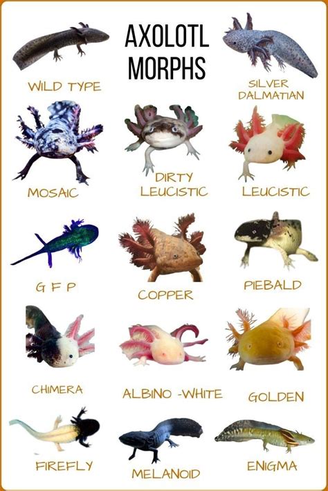 an image of different types of animals that are on the same page in ...