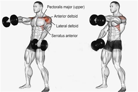 The Right Way to Perform Dumbbell Front Raise & the Mistakes to Avoid ...