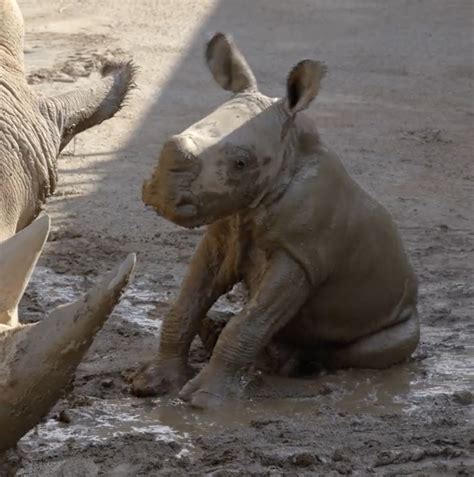 San Diego Zoo welcomes endangered baby southern white rhino