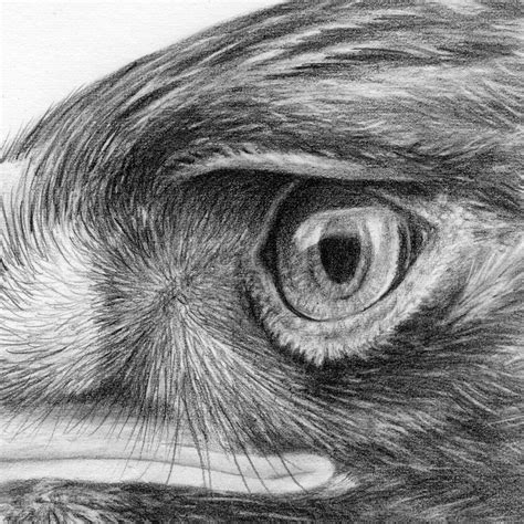 Original Golden Eagle Pencil Drawing | FREE UK SHIPPING! — TheThrivingWild