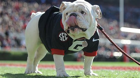 Georgia Bulldogs' Mascot UGA Will Not Make Trip To Los Angeles | Dawg Post