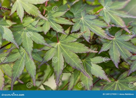 Green Spring Leaves of Amur Maple Tree. Japanese Maple Acer Japonicum Leaves on a Natural ...