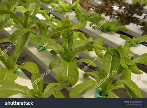 Hydroponic Nutrient Film Technique Nft System Stock Photo 2209119603 | Shutterstock