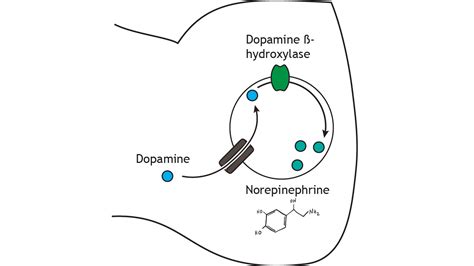 Neurotransmitters: Catecholamines (Dopamine, Norepinephrine ...