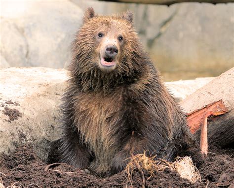 Grizzly Bear Cub at the San Diego Zoo | Now that the grizzly… | Flickr