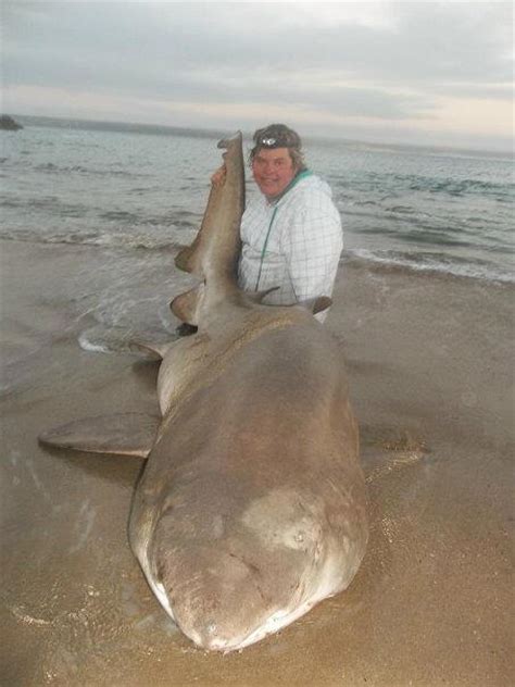 Spotted Ragged Tooth Shark (Raggie) Photos & Pictures From South Africa's Saltwater