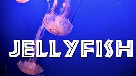 All About Jellyfish for Kids: Jellyfish for Children - FreeSchool | Jellyfish facts for kids ...