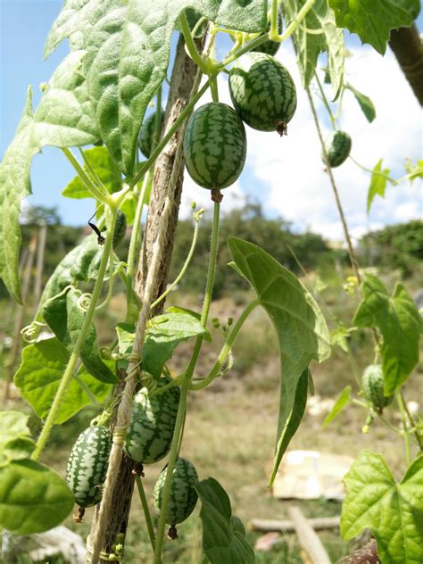 How to Grow Cucamelon | Growing Cucamelons in Pots